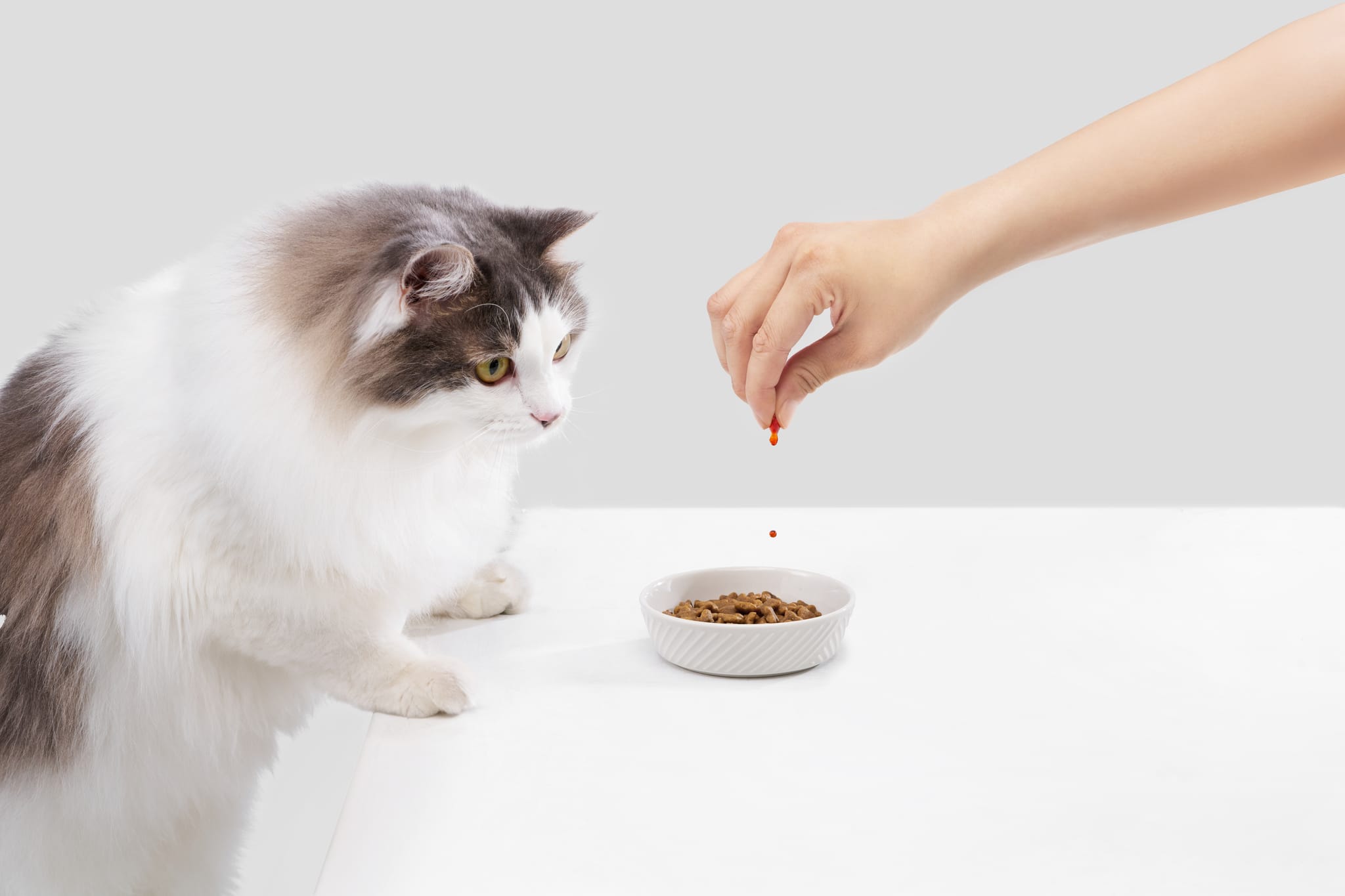 飼主將魚形膠囊內容物滴入貓咪飼料中，貓咪好奇觀望。