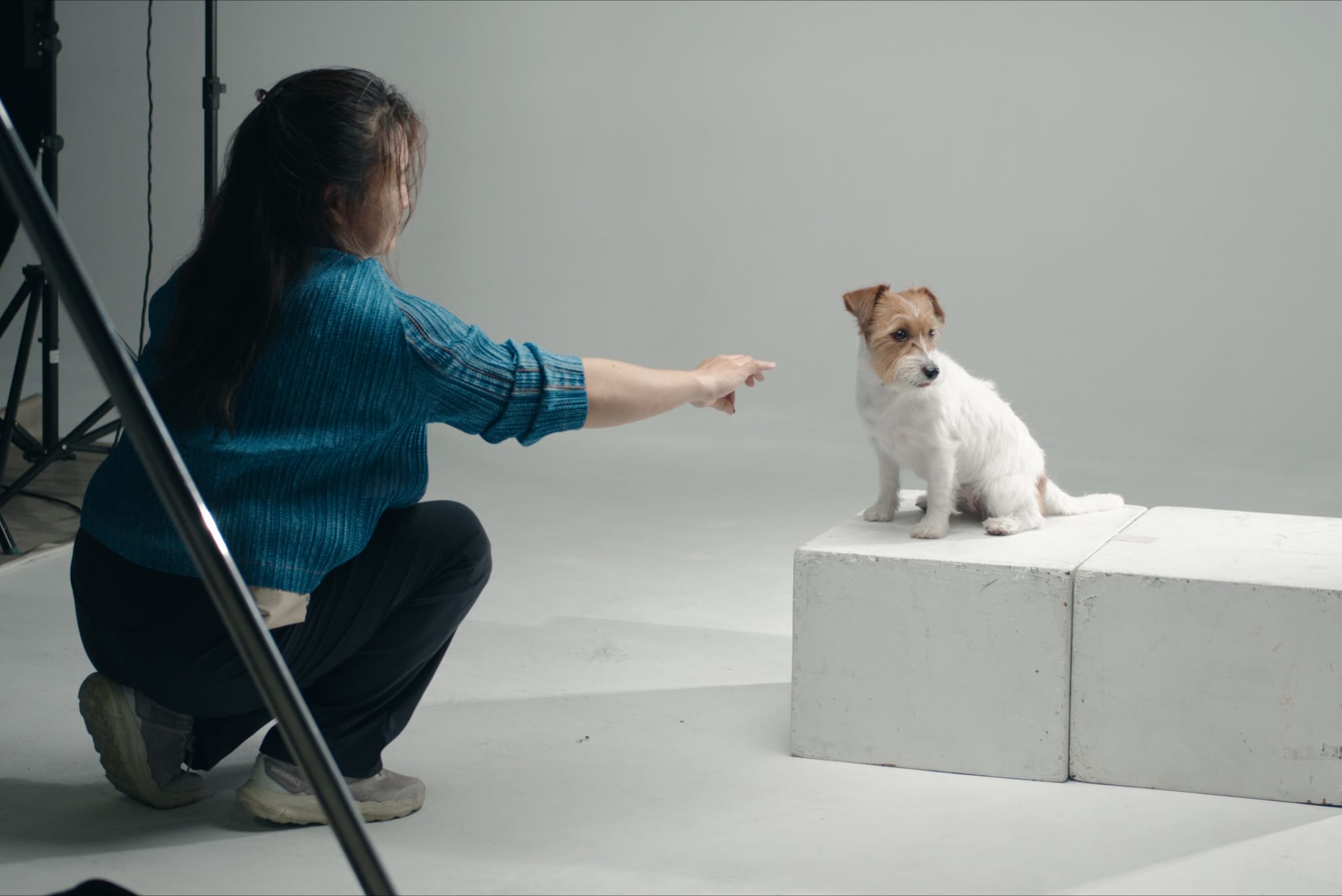 飼主在攝影棚向傑克羅素㹴犬介紹新產品，狗狗好奇打量。