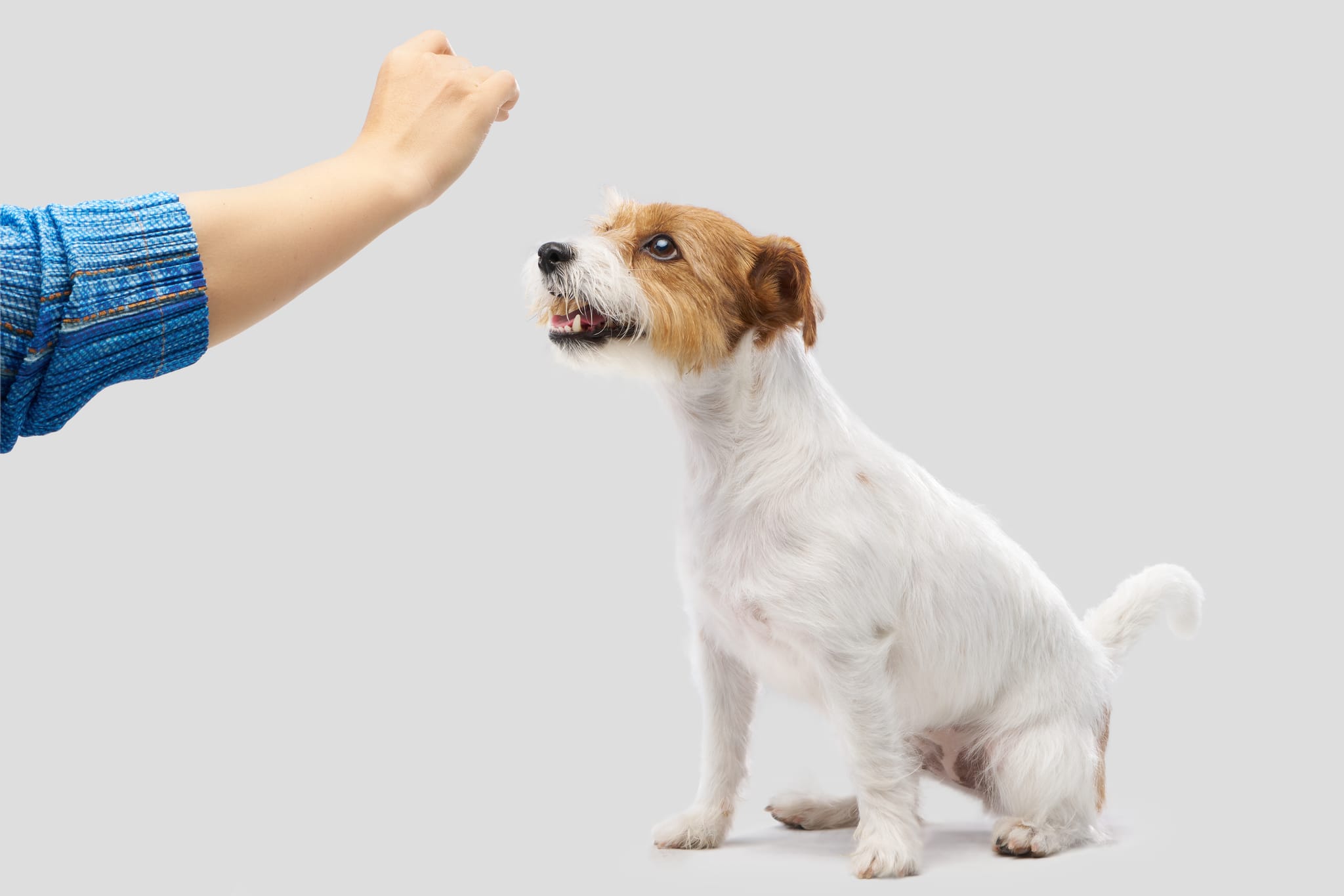 傑克羅素㹴犬好奇地注視著主人手中的安適得Easy Feed魚形膠囊。