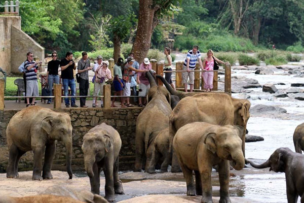 Pinnawala Elephant Orphanage - Image 3