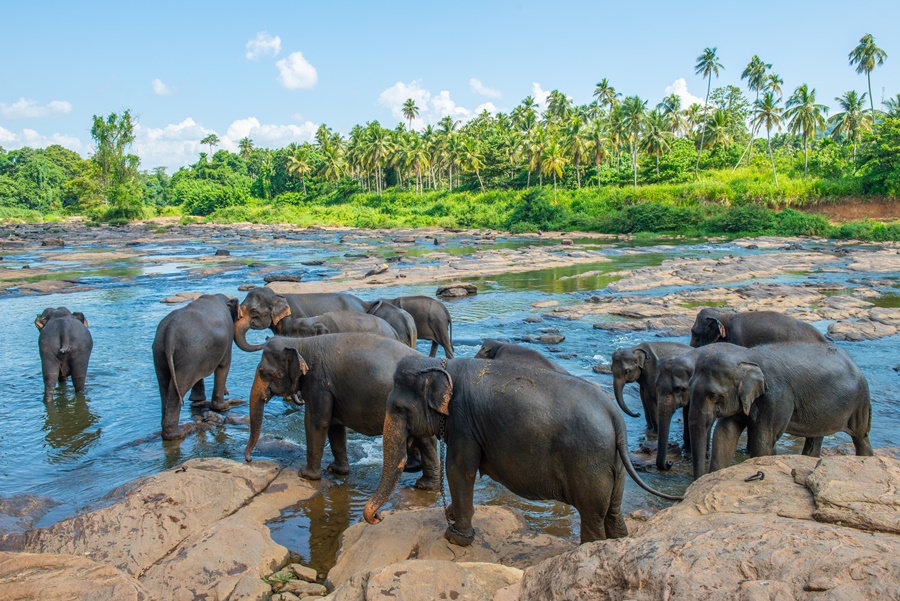 Pinnawala Elephant Orphanage - Image 4