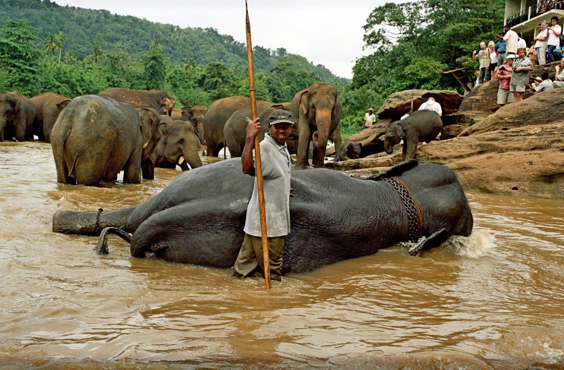 Pinnawala Elephant Orphanage - Image 5
