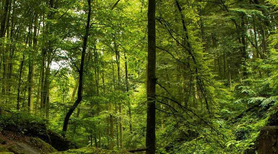 Sinharaja Rain Forest - Image 1