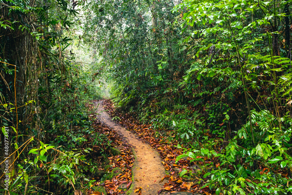 Sinharaja Rain Forest - Image 2