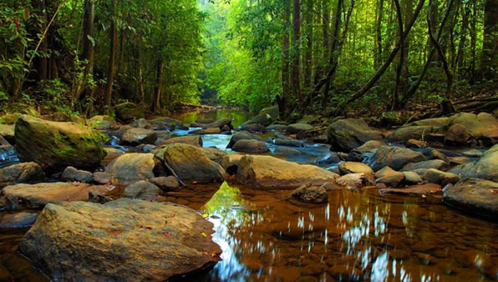 Sinharaja Rain Forest - Image 6