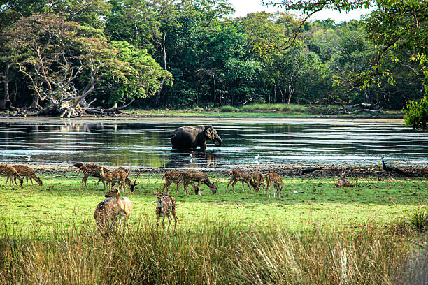 Wilpattu National Park - Image 2