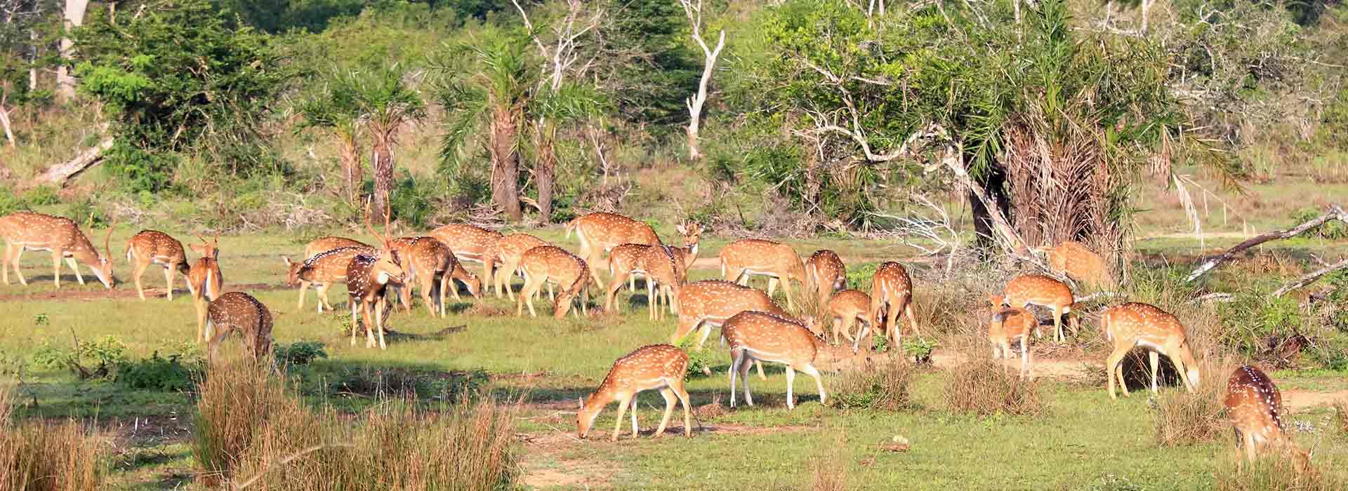 Wilpattu National Park - Image 4