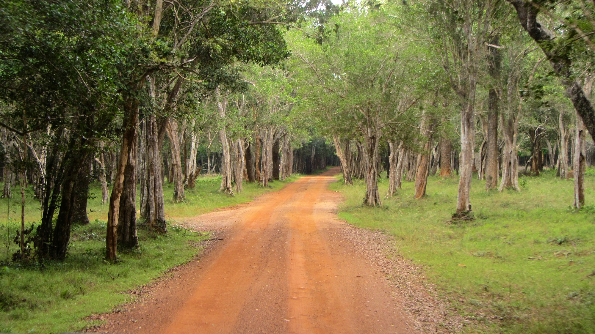 Wilpattu National Park - Image 5