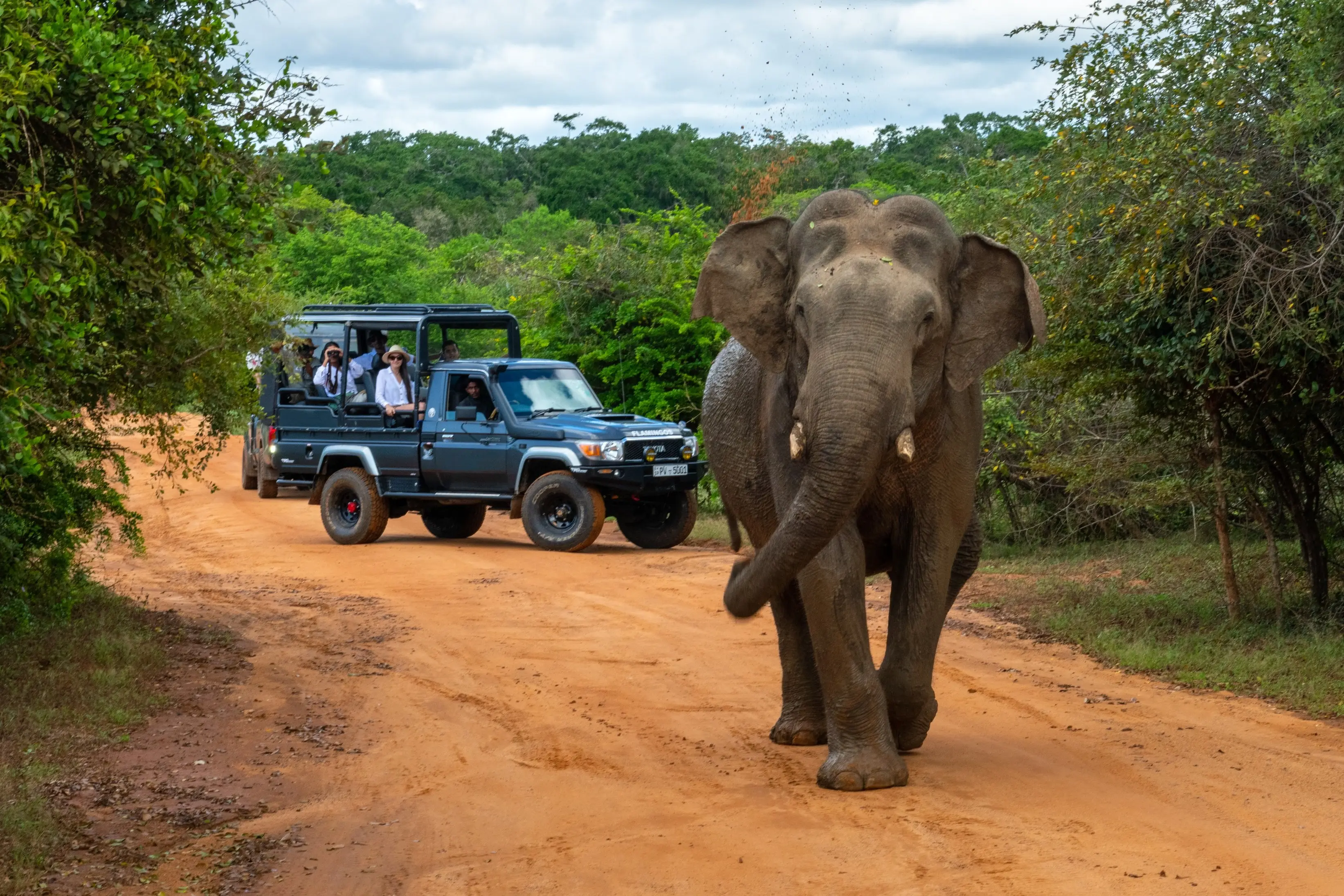 Yala National park - Image 1