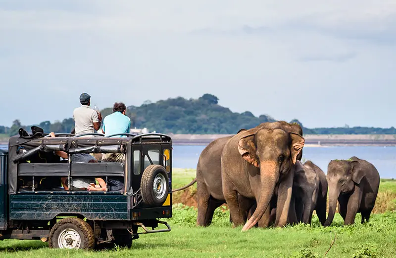 Yala National park - Image 5