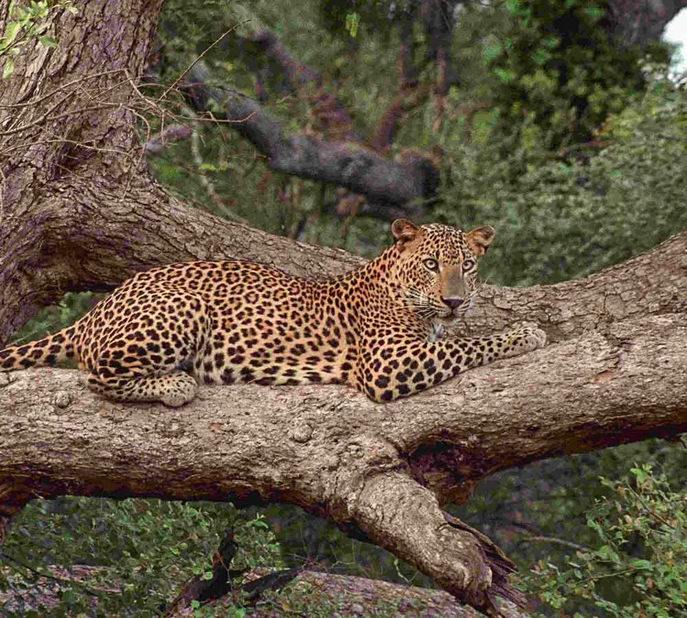 Yala National park - Image 6