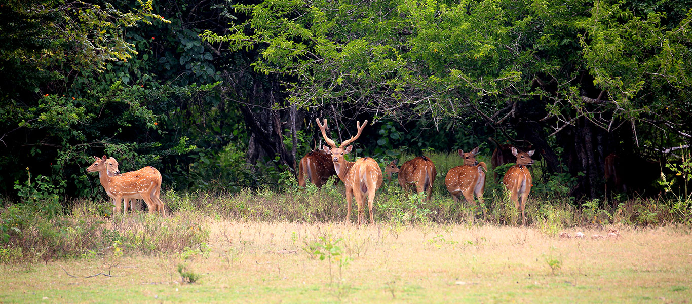 Kumana National Park - Image 1