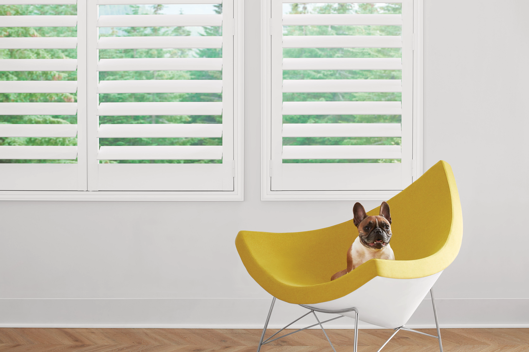 Shutters with dog in chair