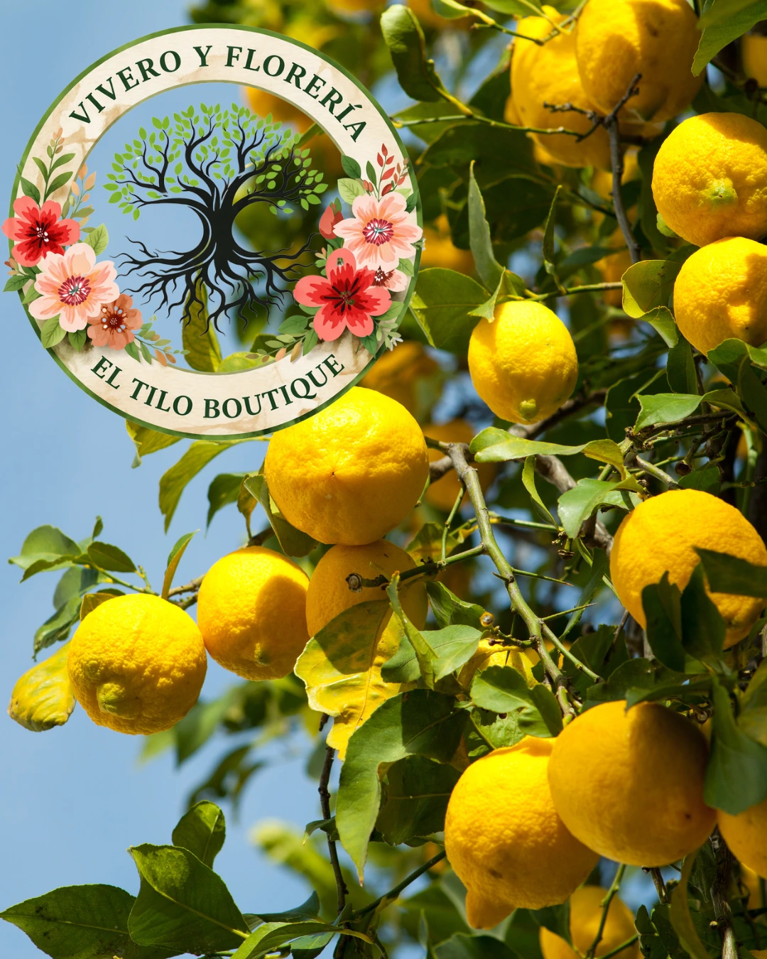 Limonero
