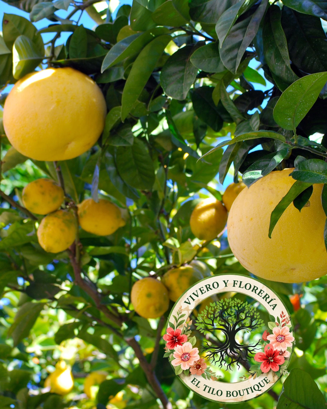 Pomelo