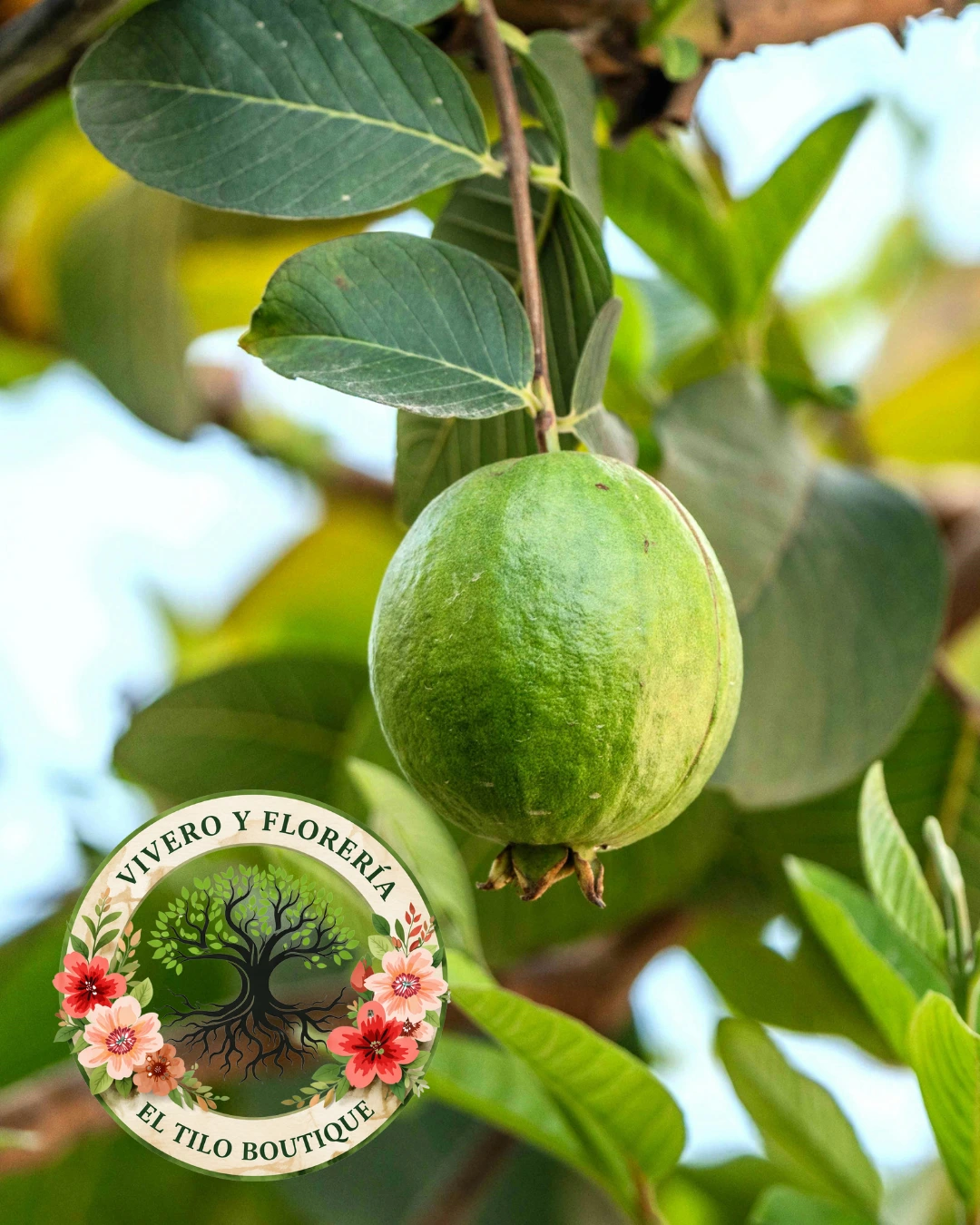 Guayabo criollo 