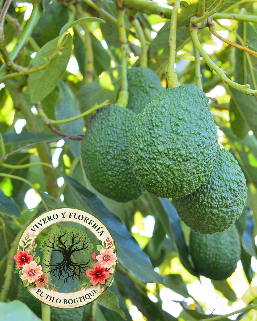 Árbol de palta