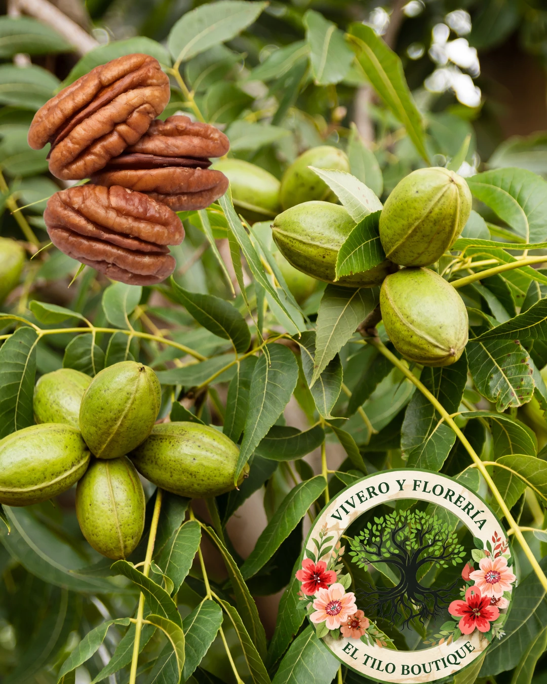 Nuez pecan