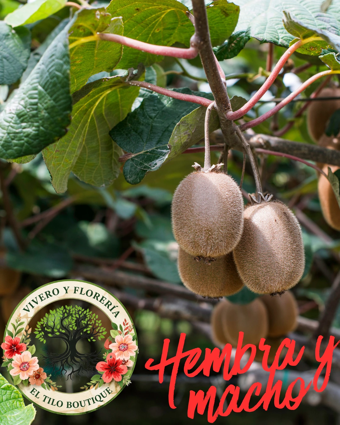 Kiwi hembra y macho