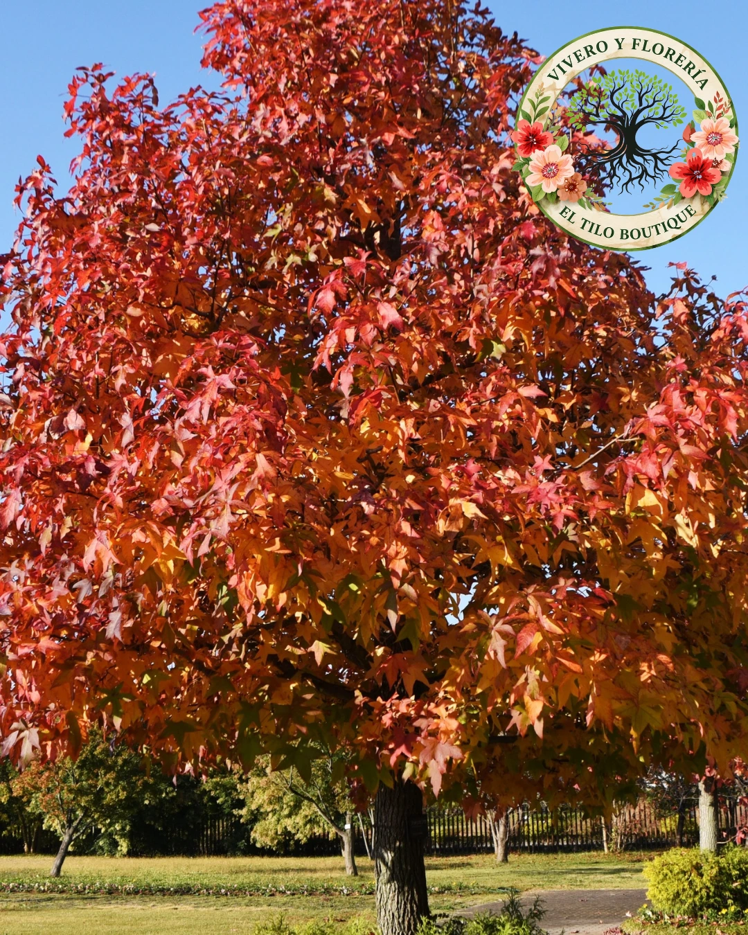 Liquidambar 