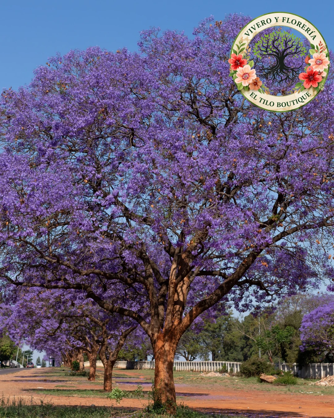 Jacarandá