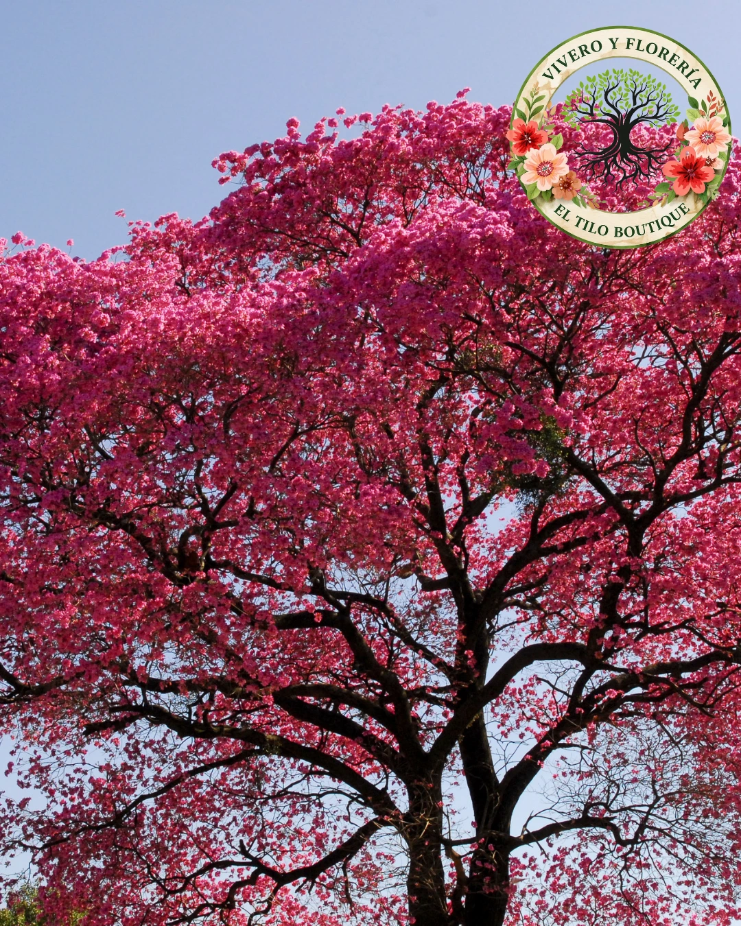 Lapacho Rosado 
