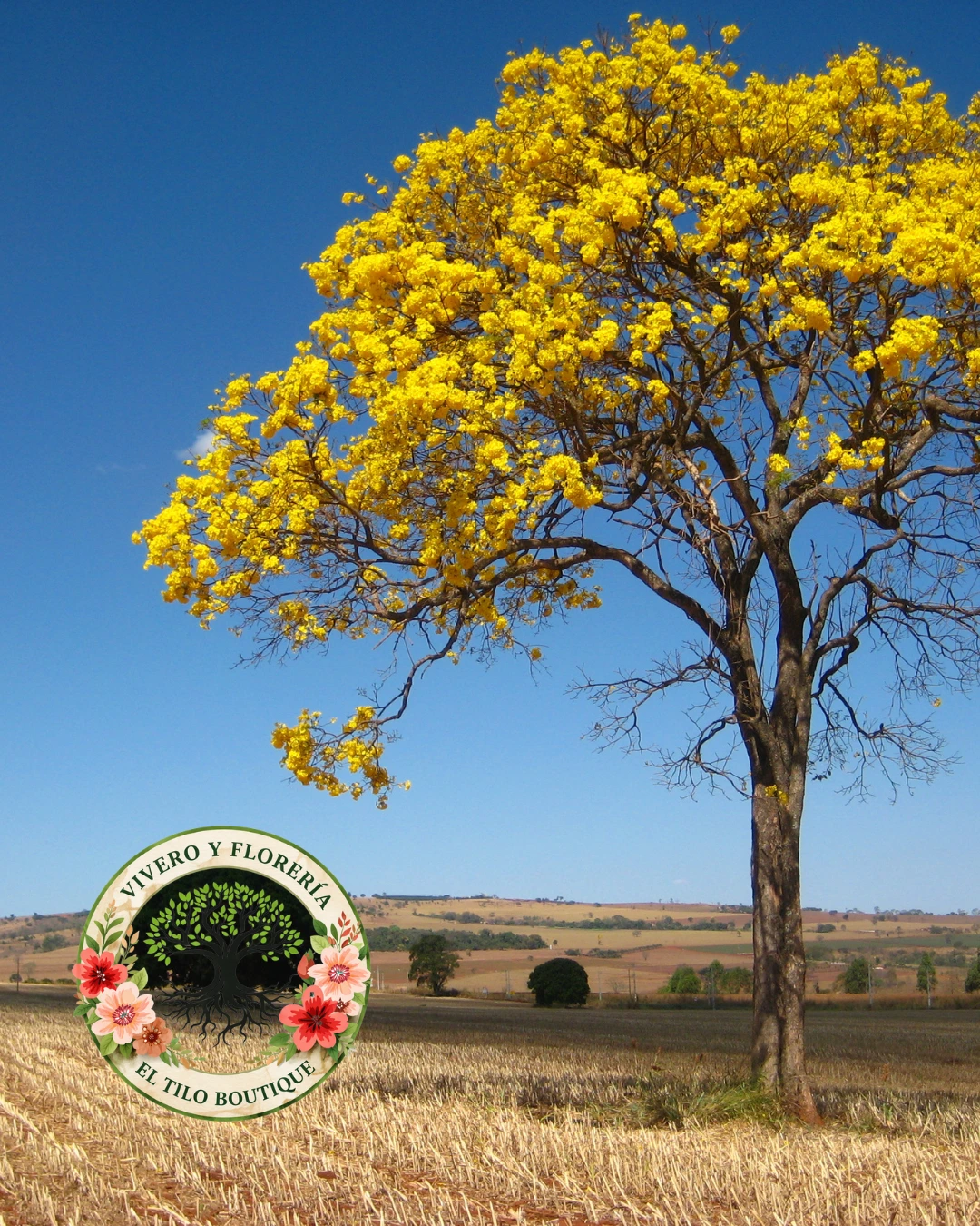 Lapacho amarillo