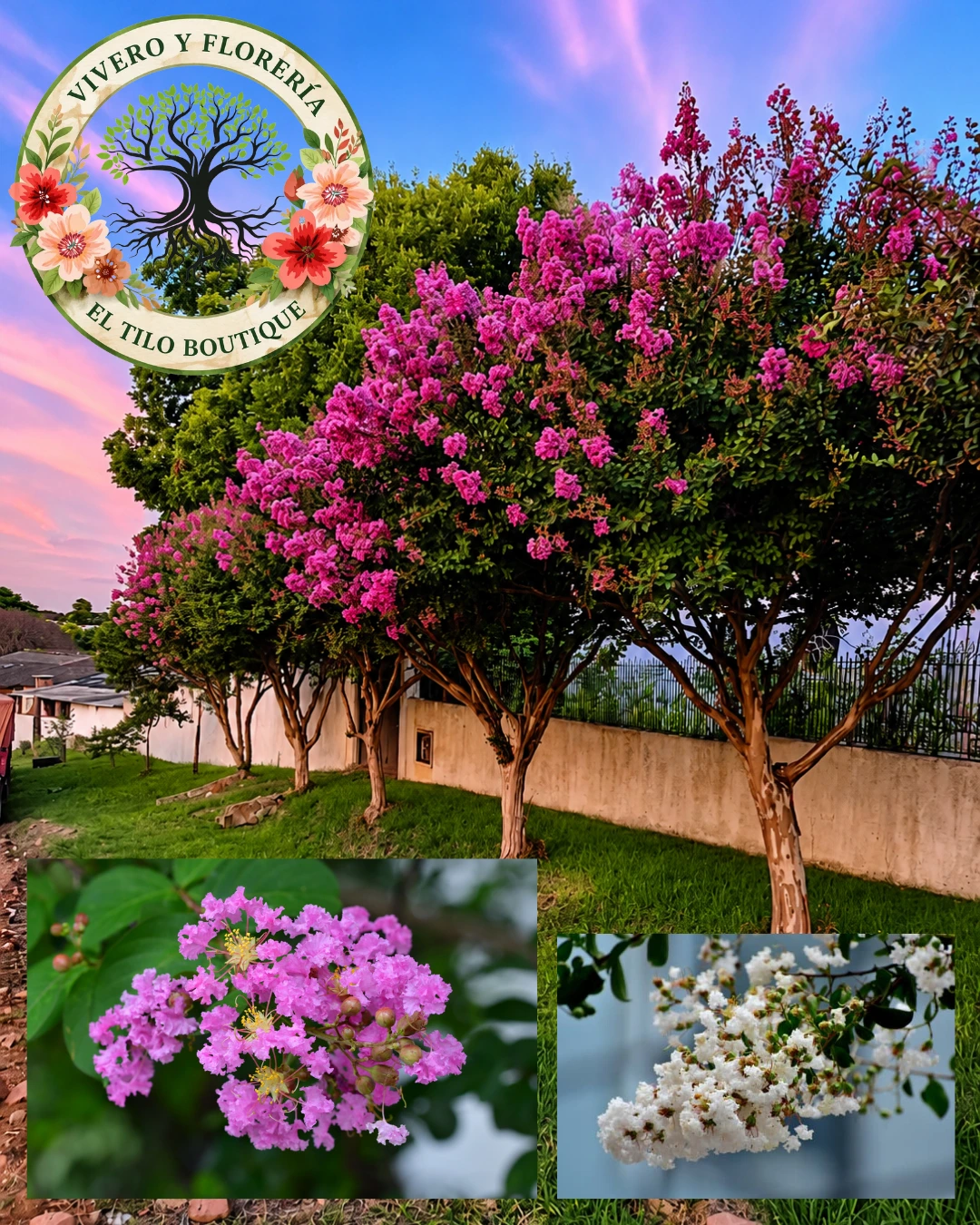 Espumilla - Árbol de Jupiter