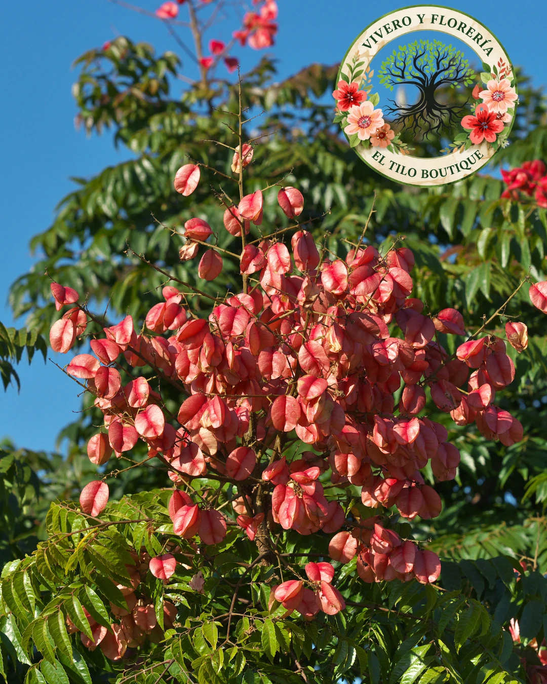 Koelreuteria