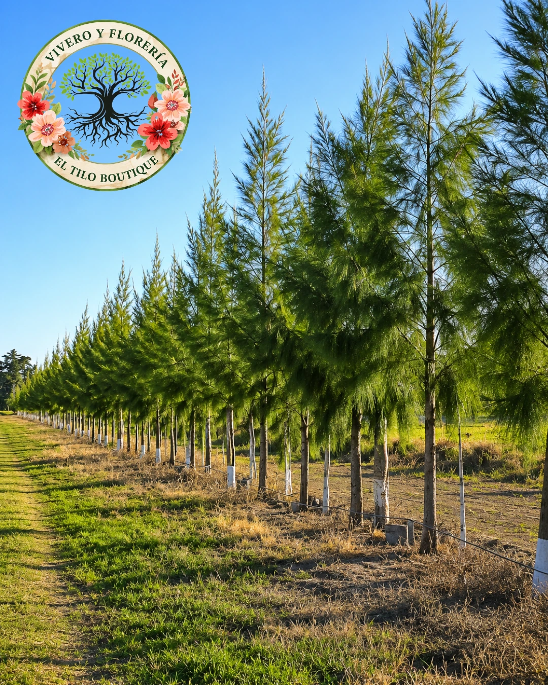 Casuarina