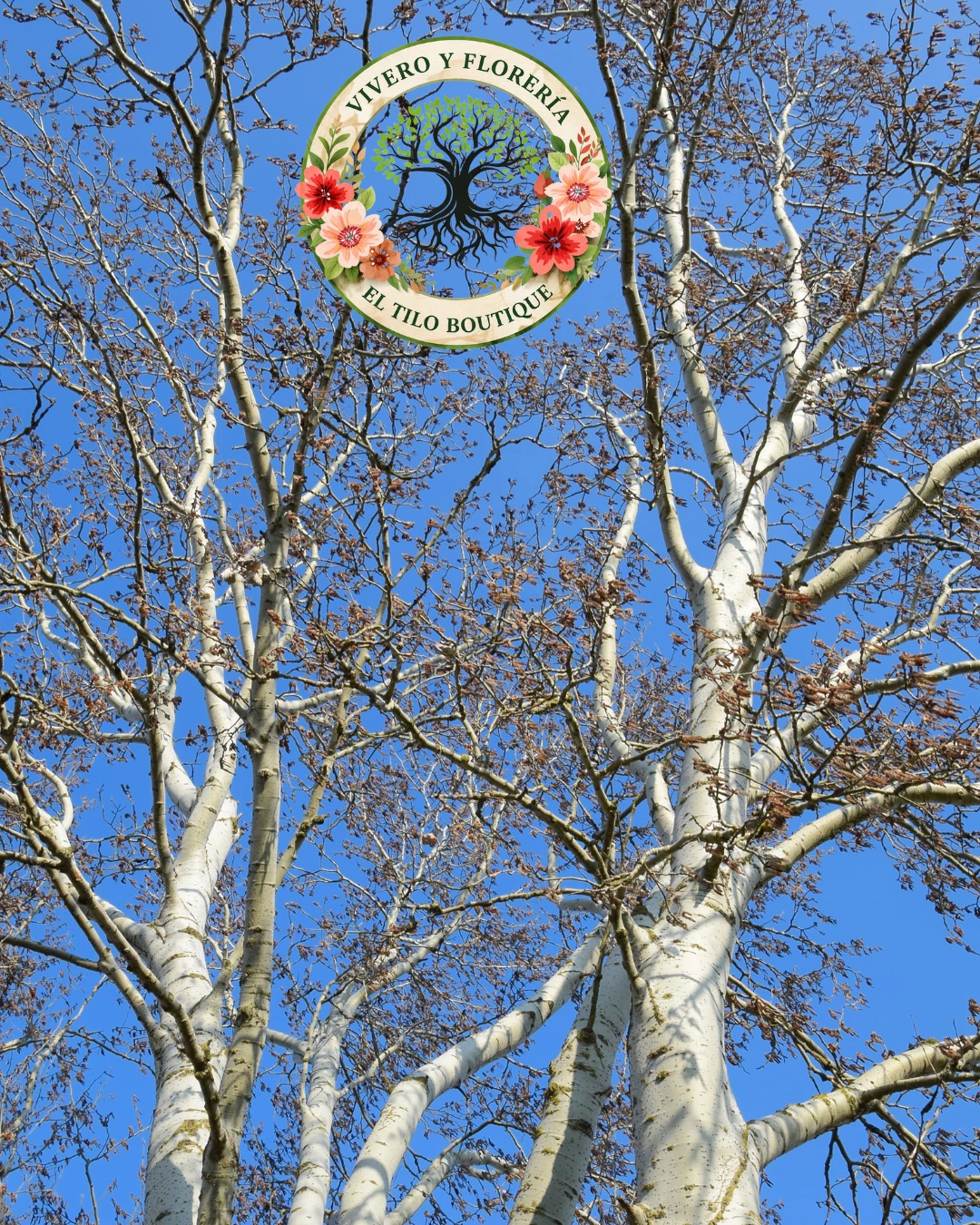 Álamo Plateado 