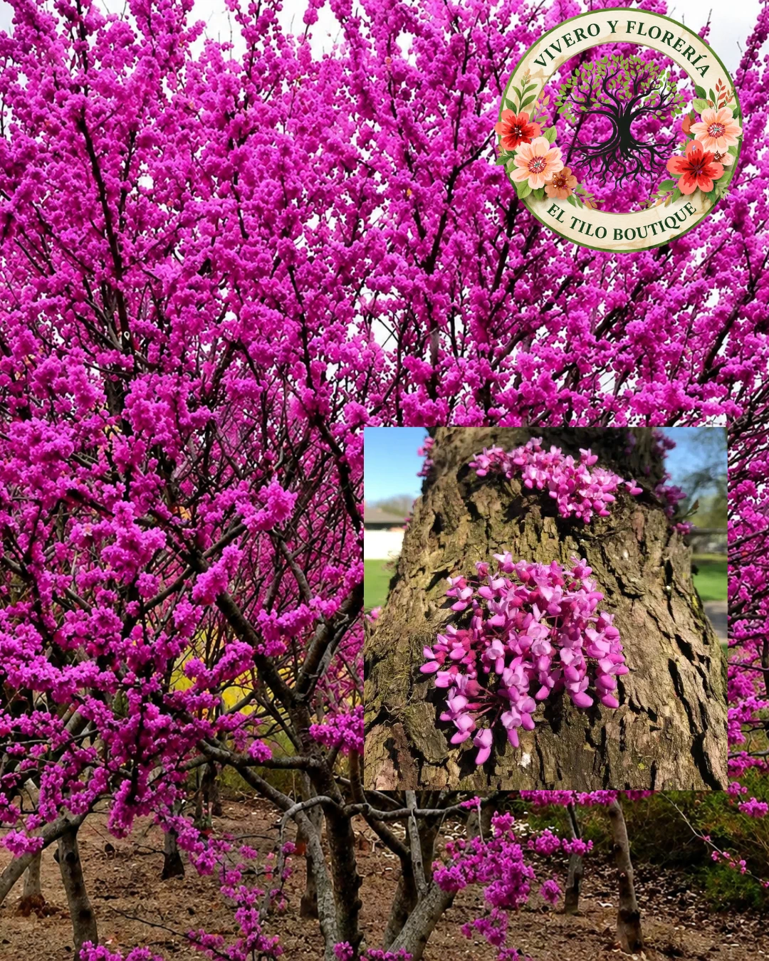 Cerci Árbol de judas, del amor