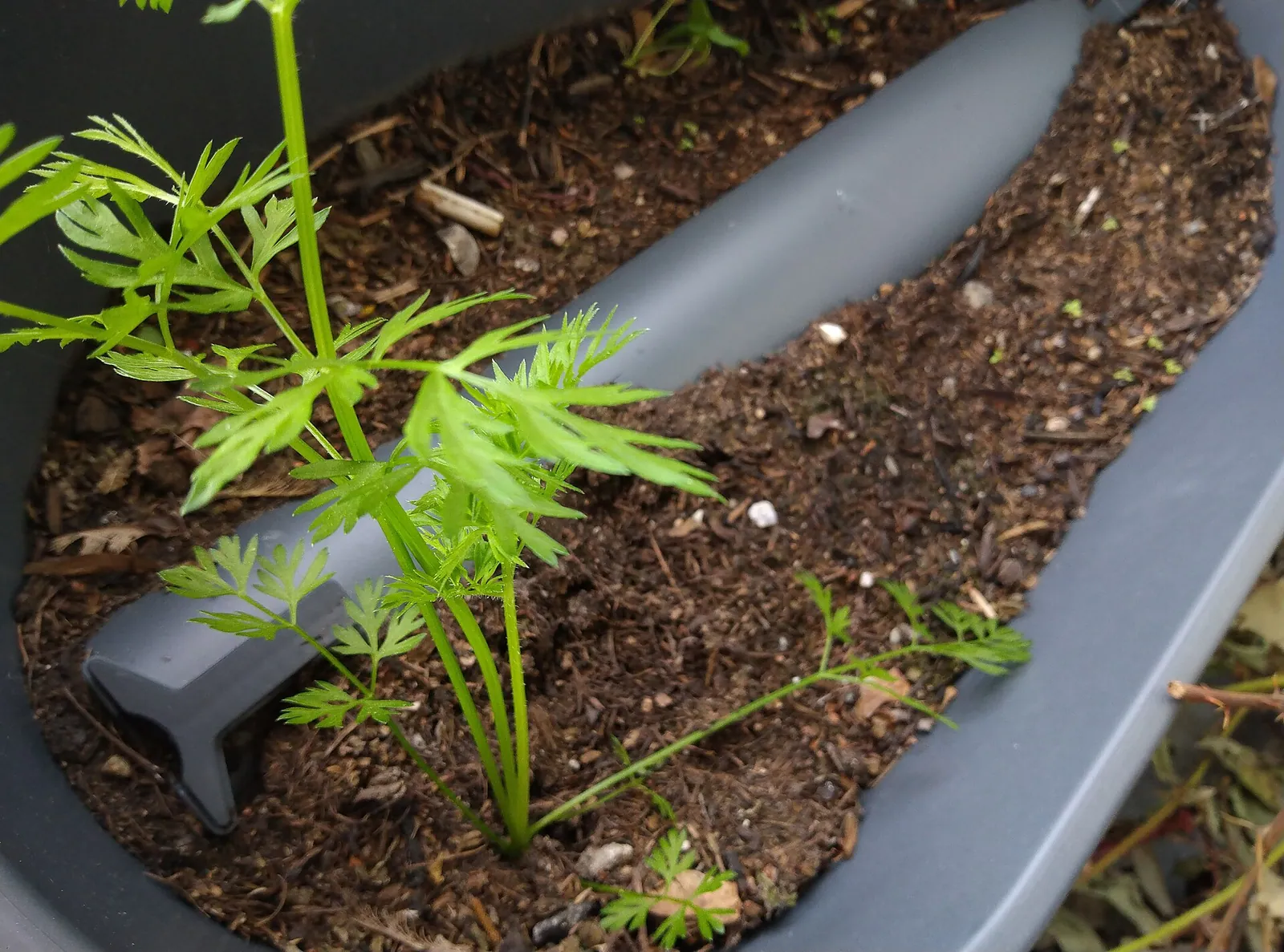Zanahorias creciendo en una jardinera