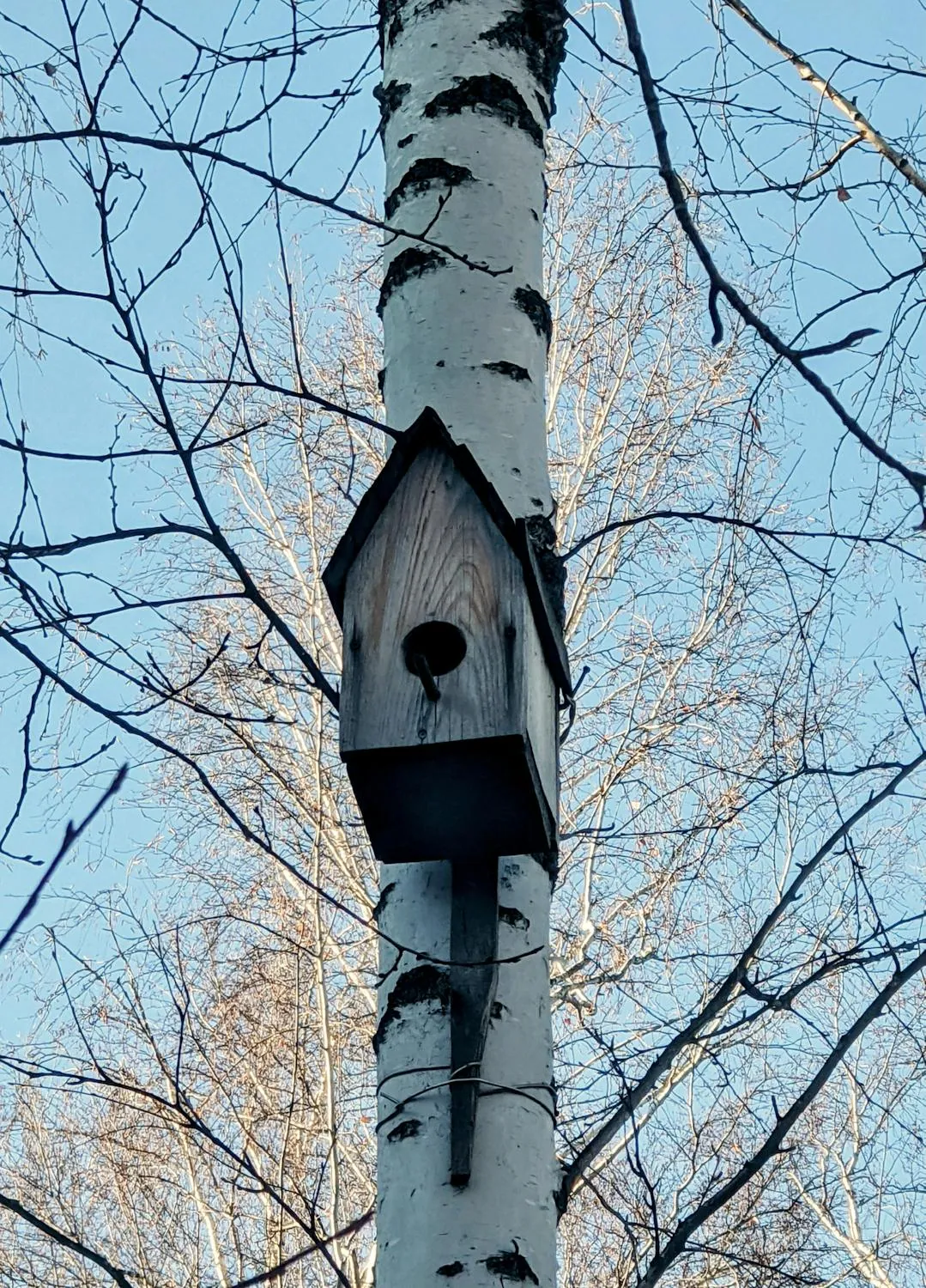 Wooden birdhouse hanging on a birch