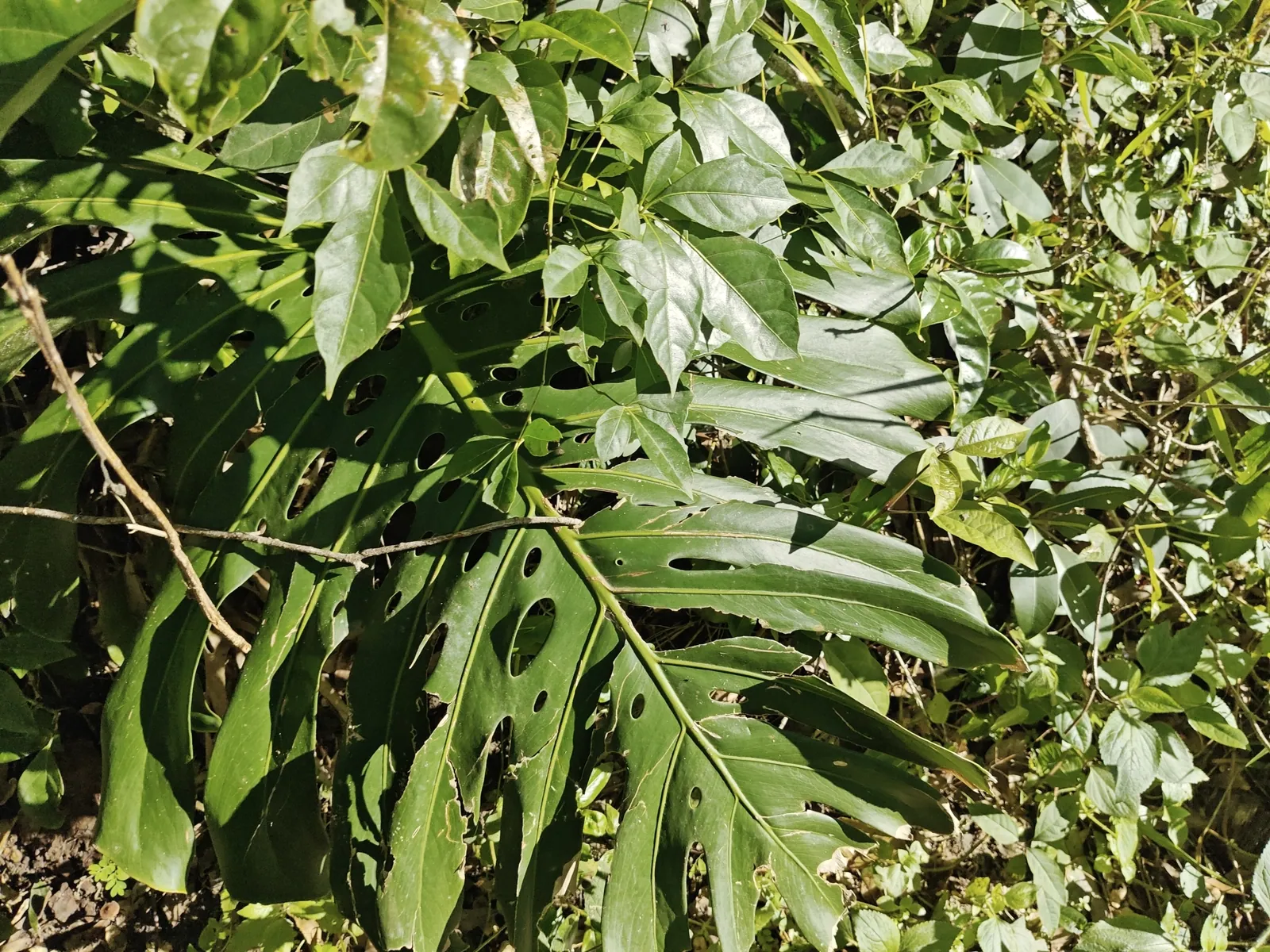 Monstera trepando entre otras plantas