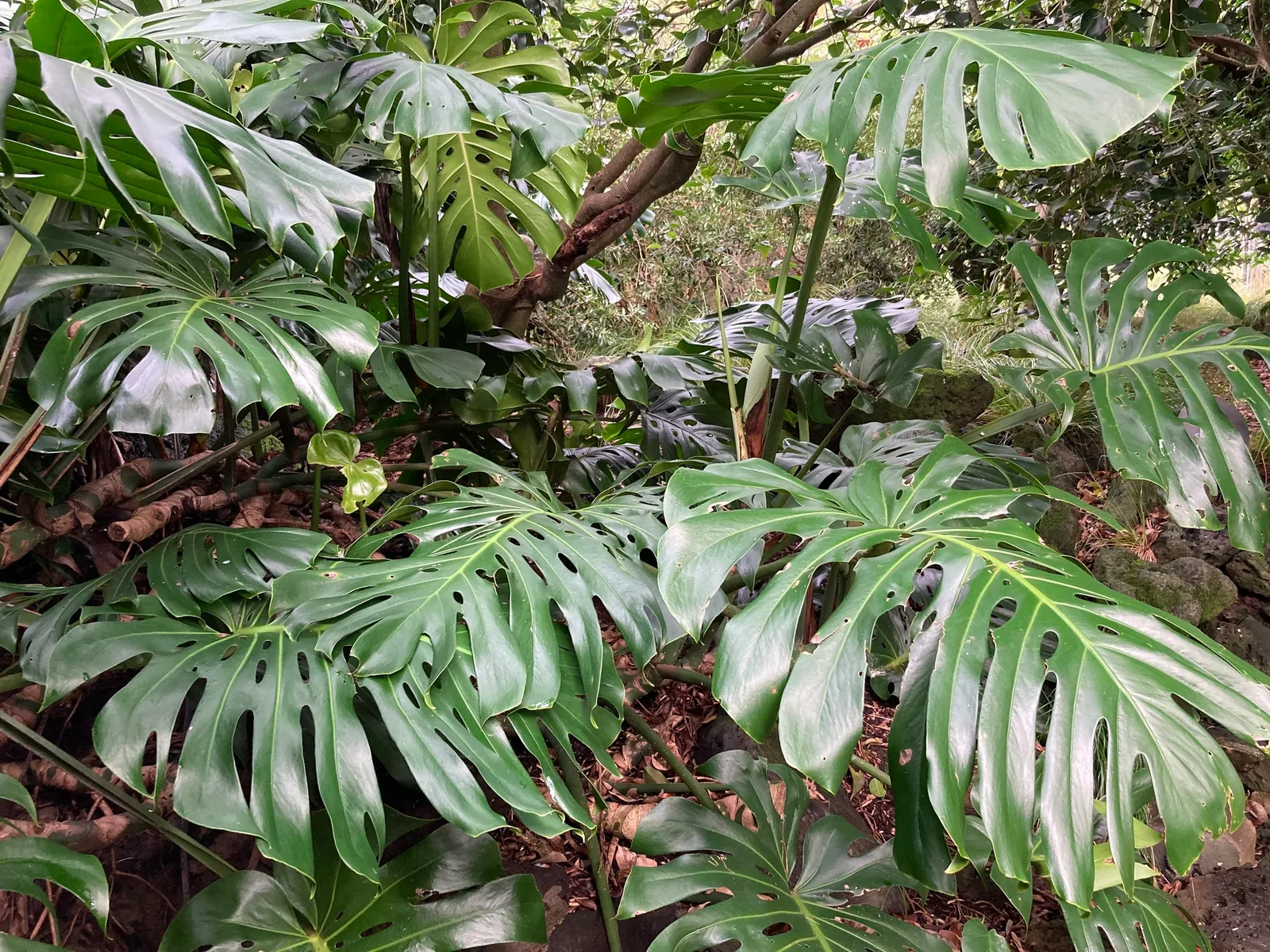 Monstera deliciosa con sus hojas recortadas