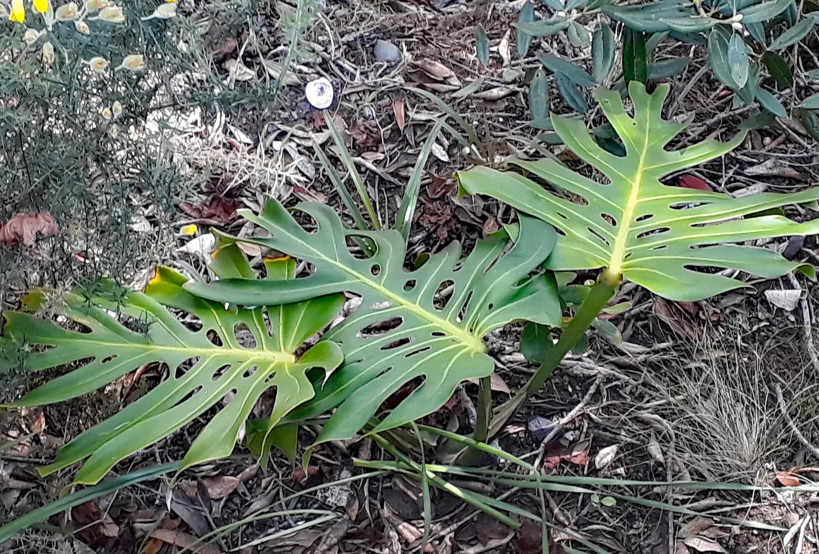 Hoja de monstera abierta
