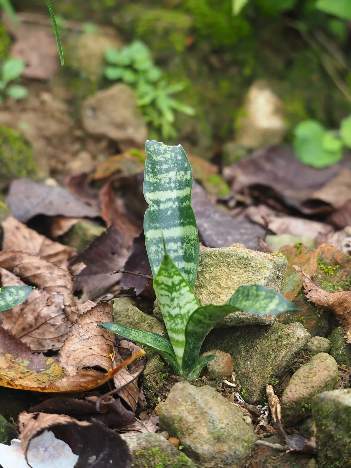 Mottled snake plant leaves