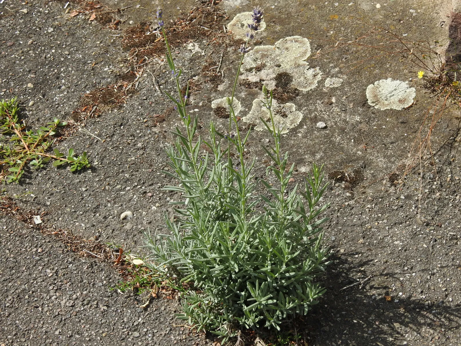 Young lavender plant