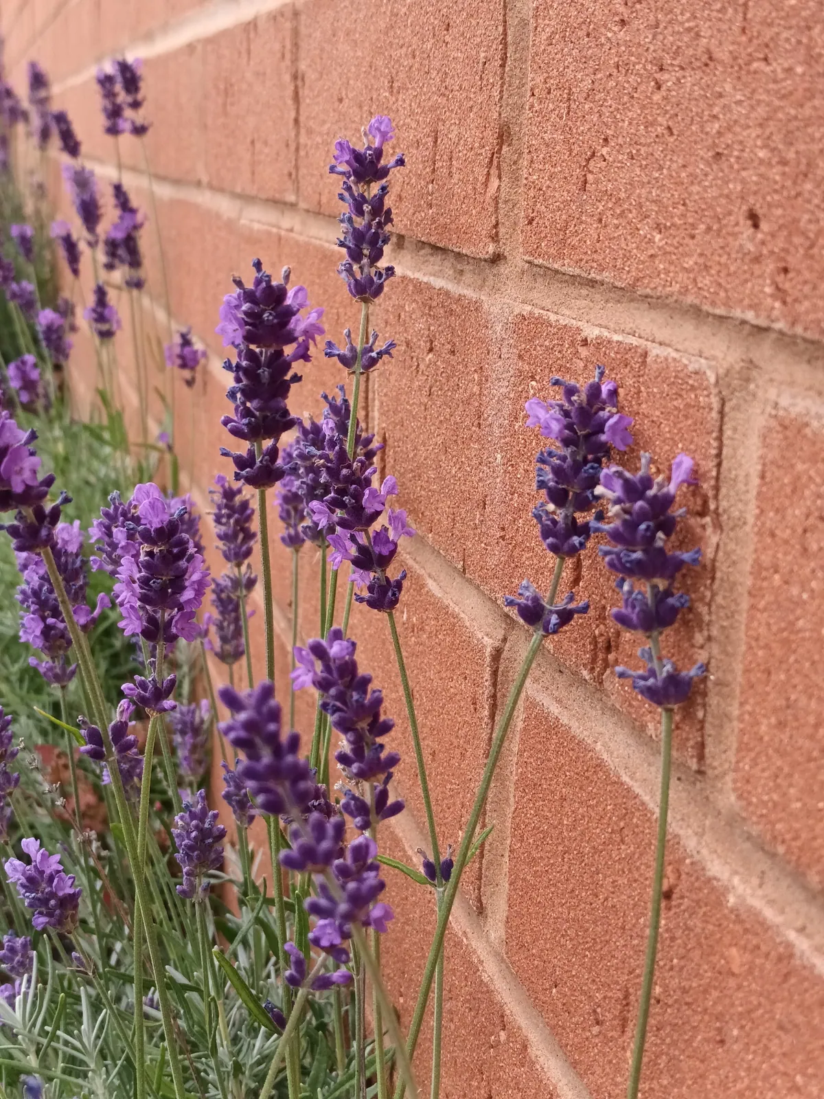 Lavender spikes in flower by a brick wall