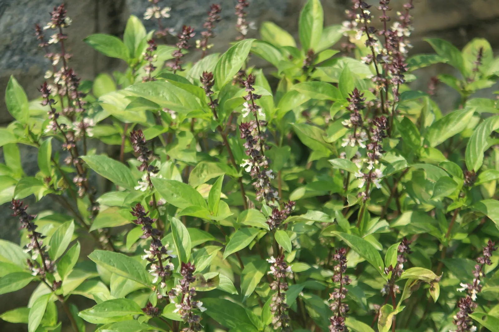 Basil plant with its flower spikes