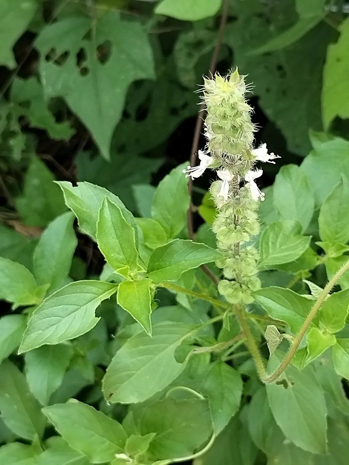 Basil leaves and a flowering spike