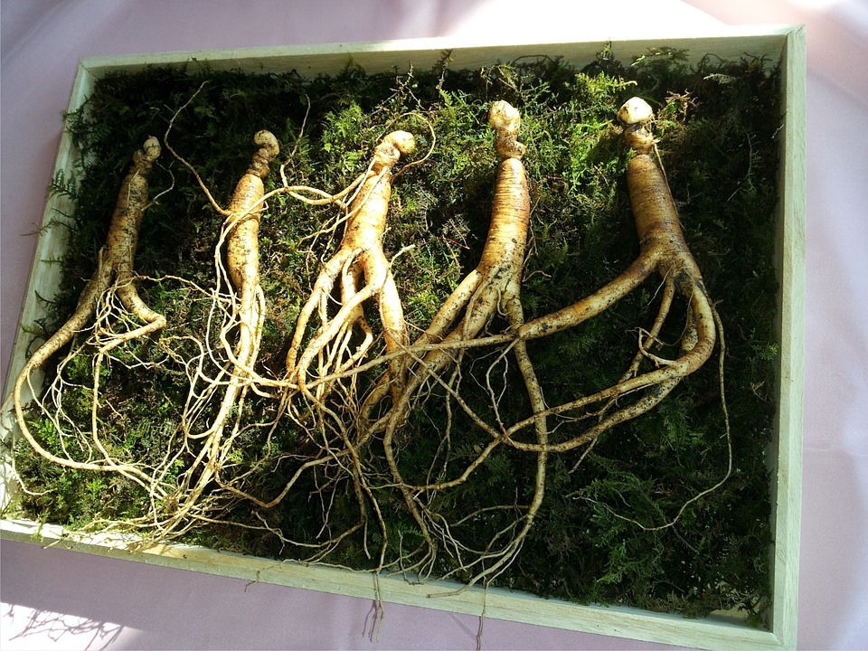 Ginseng resmi.