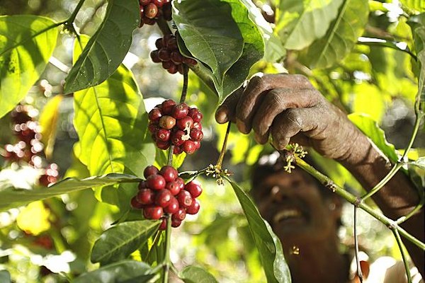 Robusta çekirdeklerinden üretilen kahve, Arabica'ya göre yaklaşık iki kat daha fazla kafein içerir. Robusta kahvesi dünya kahve üretiminin yaklaşık %30'unu oluşturur.