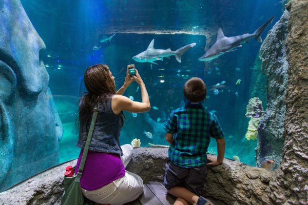 15 farklı türden 61 köpek balığına ev sahipliği yapan SEA LIFE İstanbul’u ziyaret edin, onların güçlerine şahit olun.