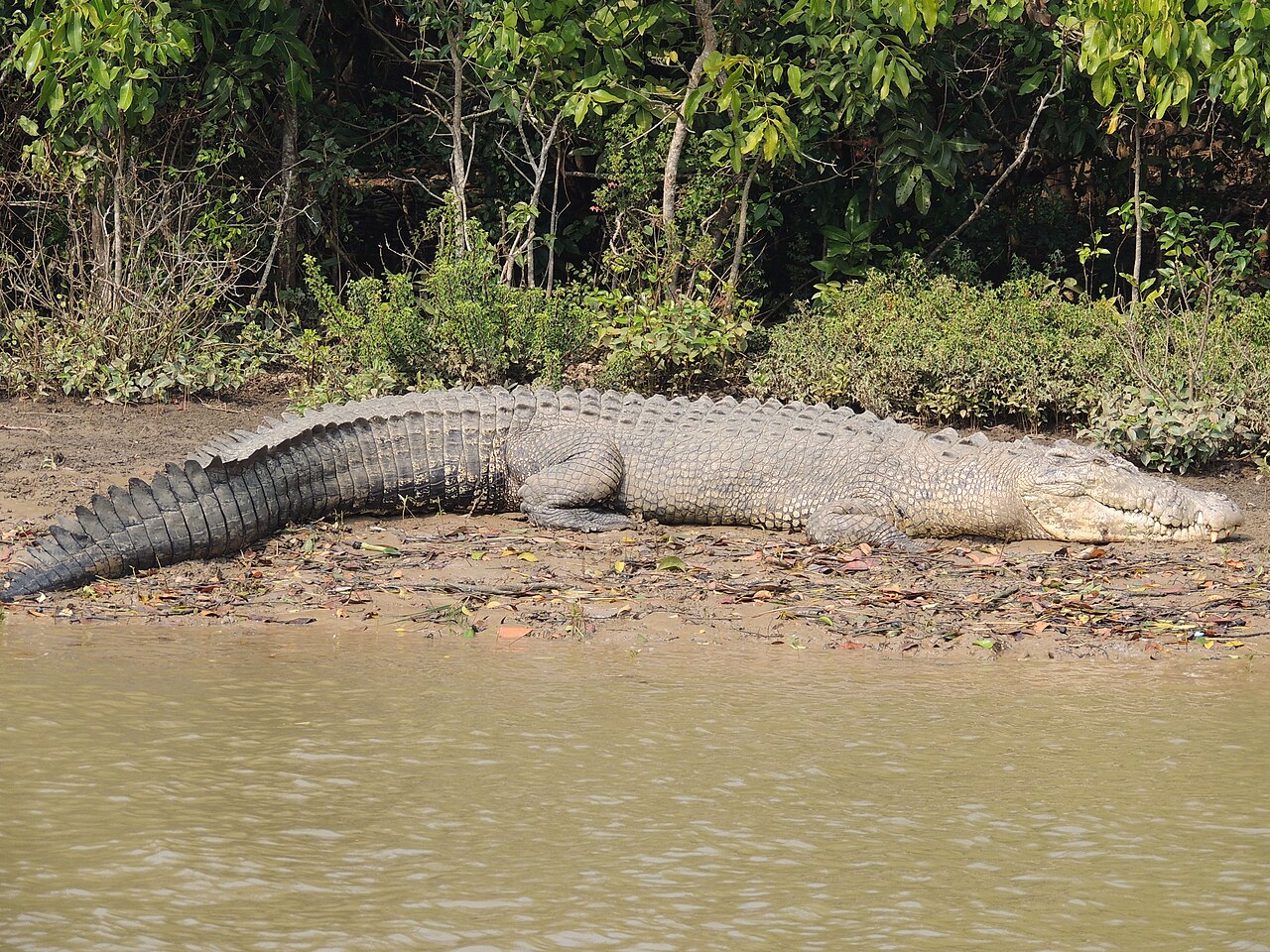 Bhitarkanika National Park