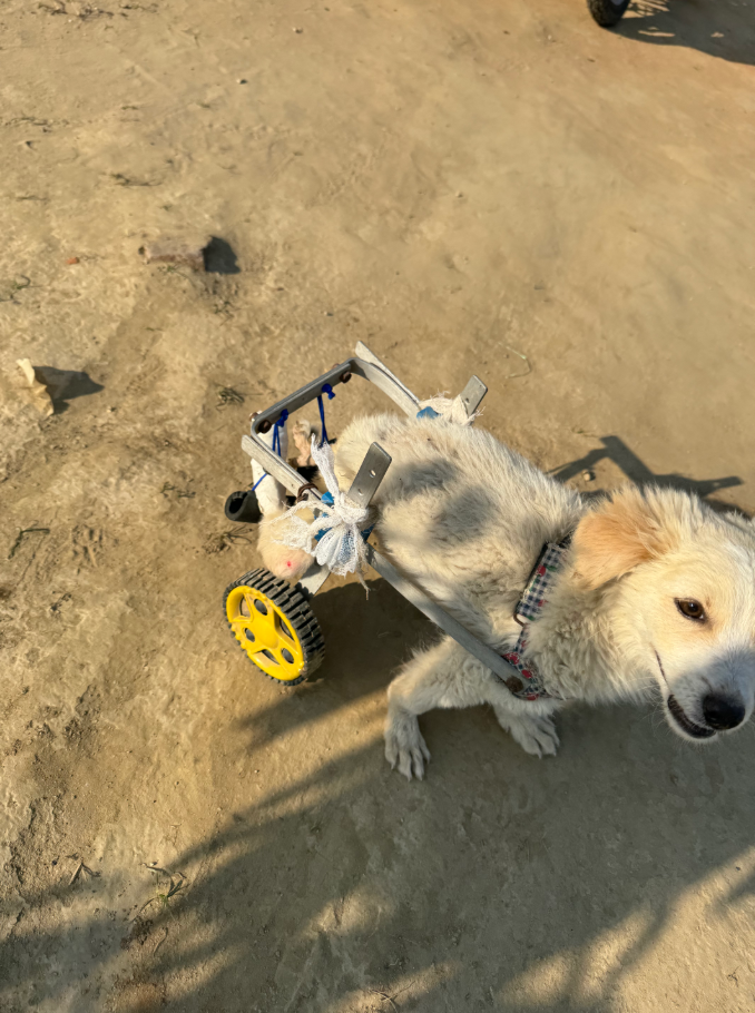 Adopt a Dog from VOSA Hapur