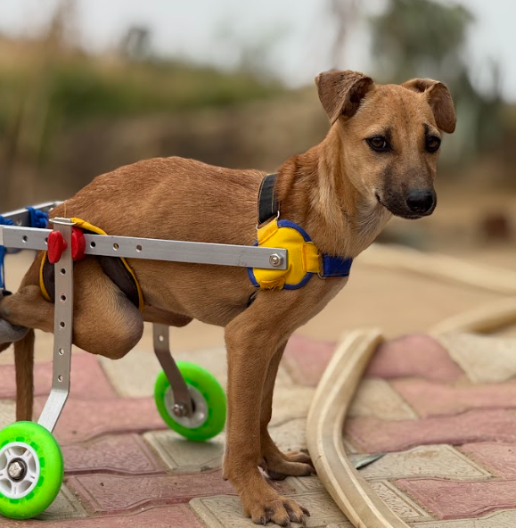 Volunteer with VOSAH Hapur