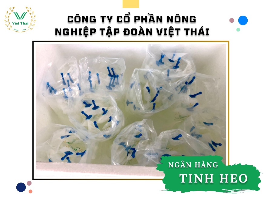 A group of plastic bags with blue threads

Description automatically generated