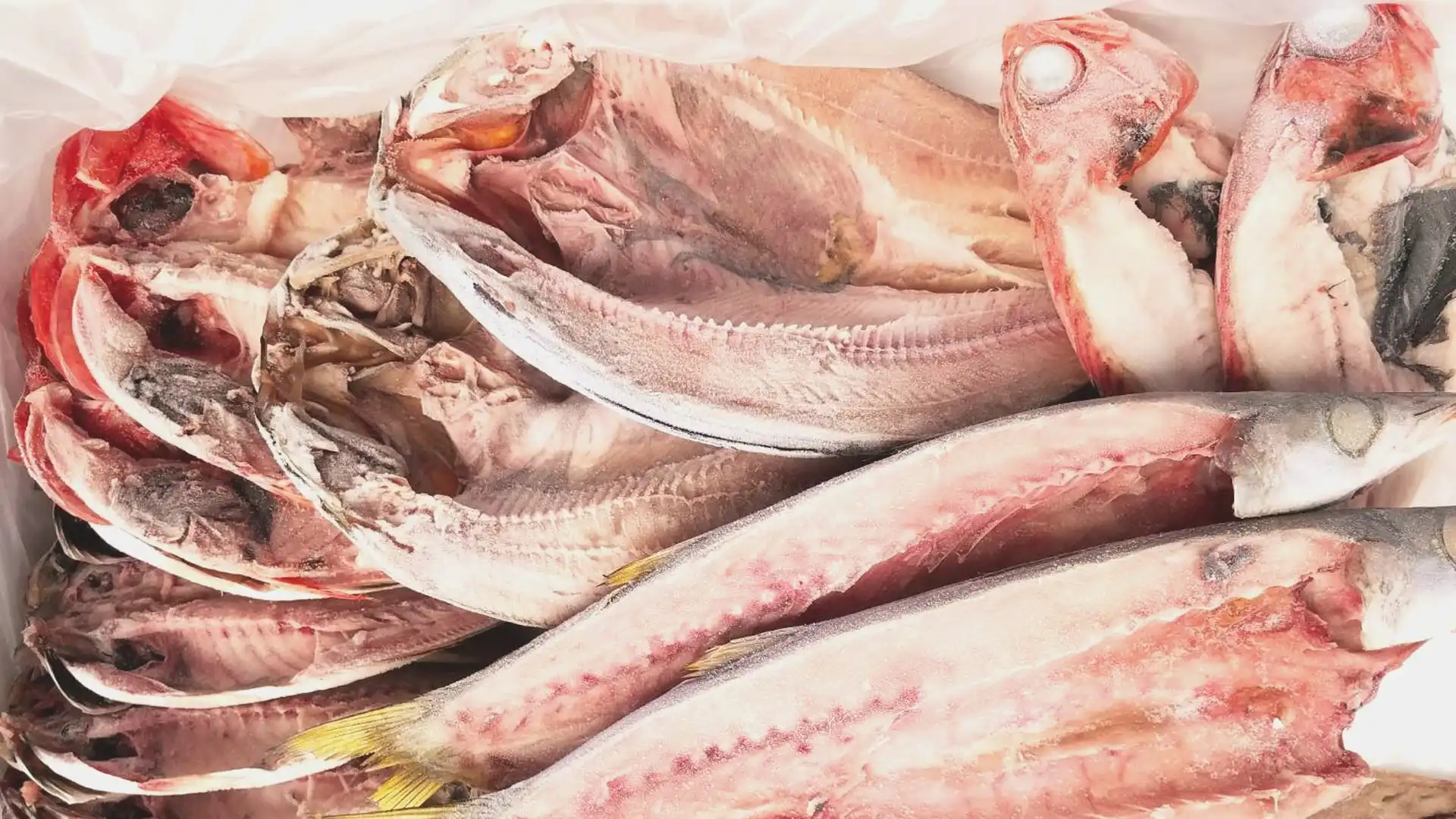 求人イメージ画像・阪神梅田本店・販売運営スタッフ［魚類］